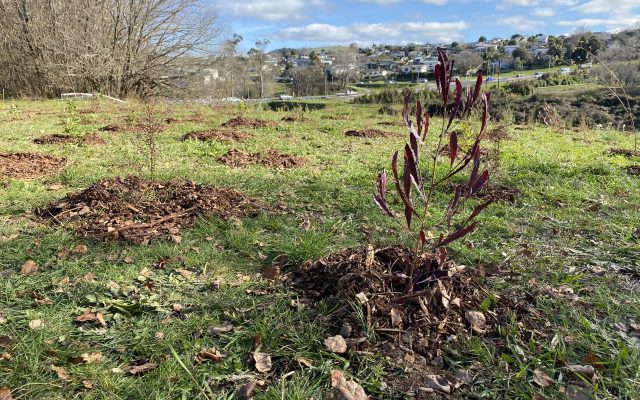 2,500 native trees and shrubs planted on Waikato Awa banks
