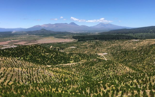 Lake Taupō and Lake Rotoaira forests safety assessments in progress