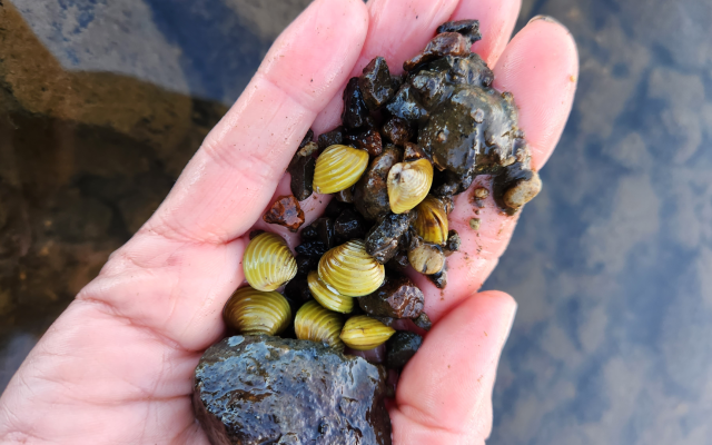 No Freshwater Gold Clams in Taupō Moana – continued calls for vigilance