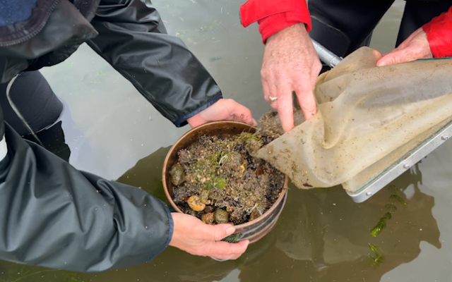 PROTECT OUR WATERS FROM GOLDEN CLAMS!