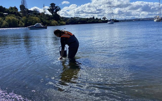 No clams found in latest eDNA test run